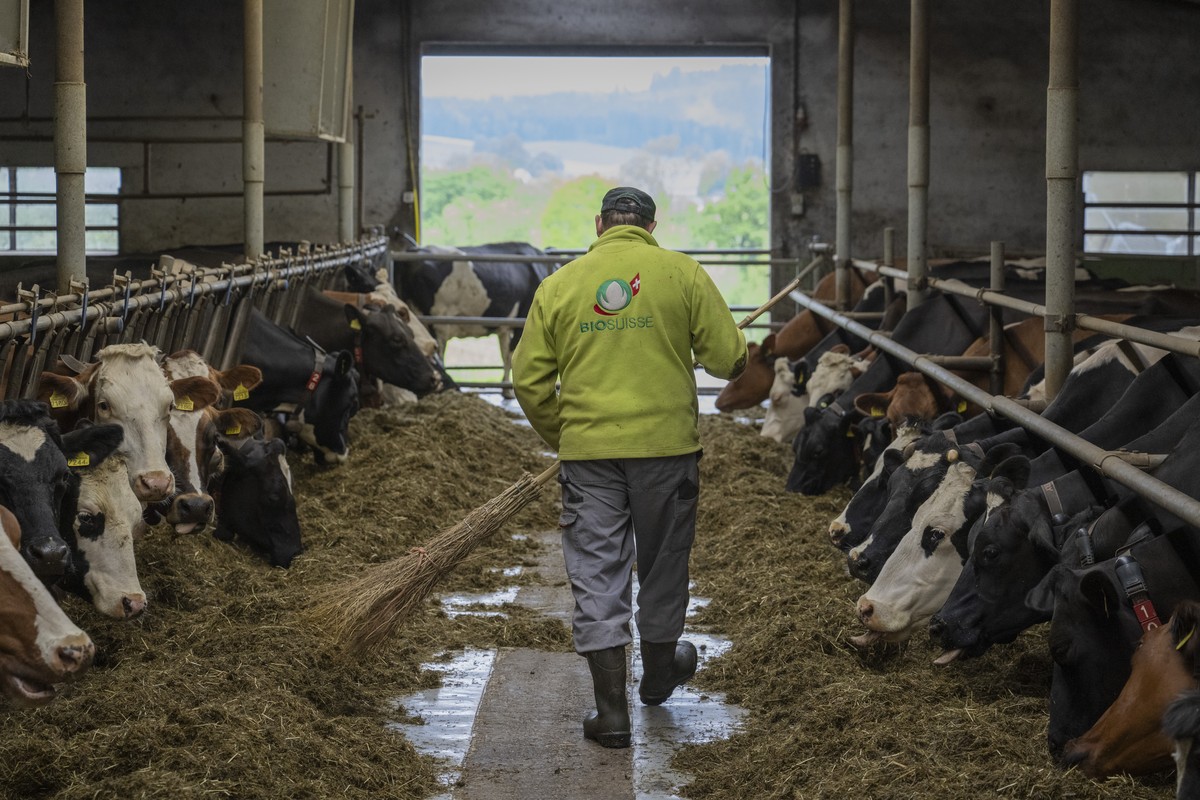 KEYPIX - Ein Landwirt pflegt einen Kuhstall auf dem Bio Sonnhaldenhof der Bauernfamilien Grueter in St. Urban im Kanton, anlaesslich einer Jahres Medienkonferenz von Bio Suisse am Dienstag, 6. Mai 202 ...