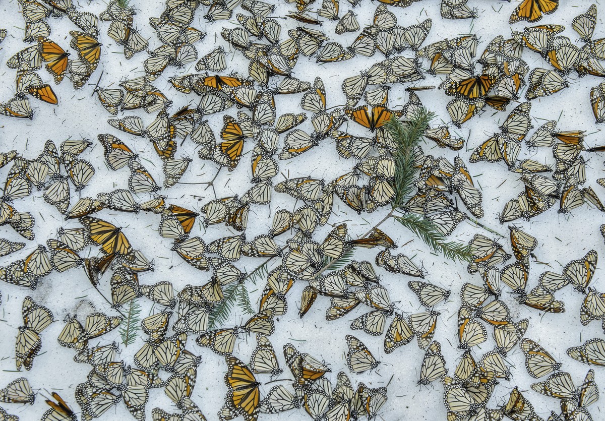 In this image released Monday Feb. 13, 2017, by World Press Photo titled "Monarchs In The Snow" by photographer Jaime Rojo, which won third prize in the Nature, Singles, category of the Worl ...