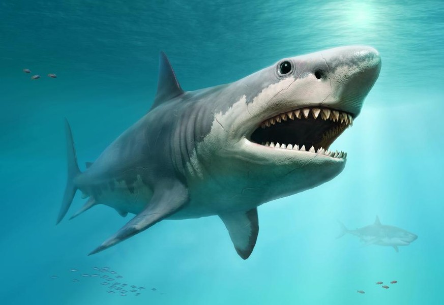 Megalodon (Otodus megalodon)