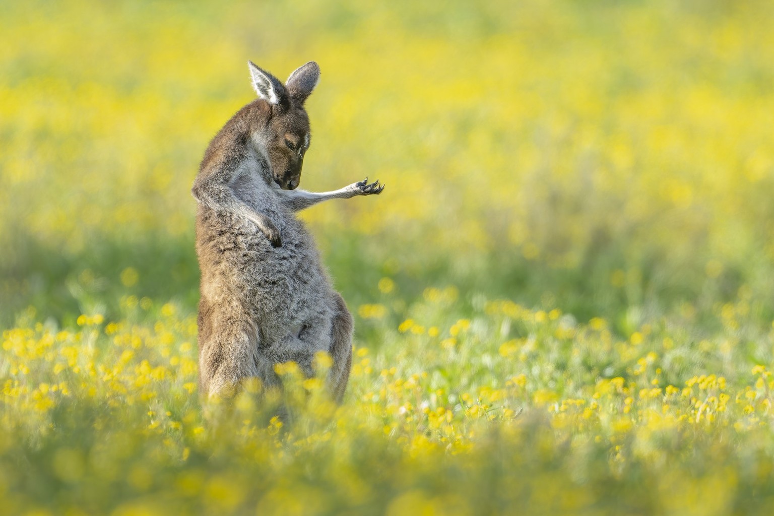 The Comedy Wildlife Photography Awards 2023
Jason Moore
Perth
Australia

Title: Air Guitar Roo
Description: I was driving past a mob of Western Grey Kangaroos feeding in an open field that was filled  ...