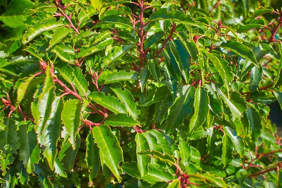 Perforated leaves that are attacked by pests, such as: beetles, caterpillars, aphids and more. leaf disease. Portuguese Laurel Cherry leaves - Latin name - Prunus lusitanica Angustifolia. xkwx agricul ...