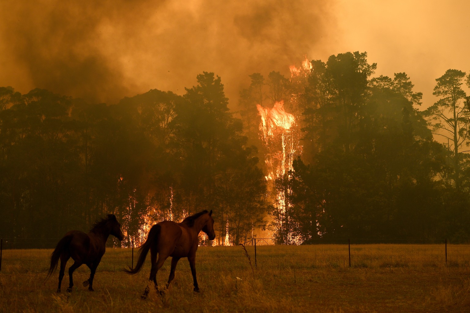 Mensch und Tier sind dem Inferno hilflos ausgeliefert. Pferde auf einer Ranch in Bilpin, westlich von Sydney. 