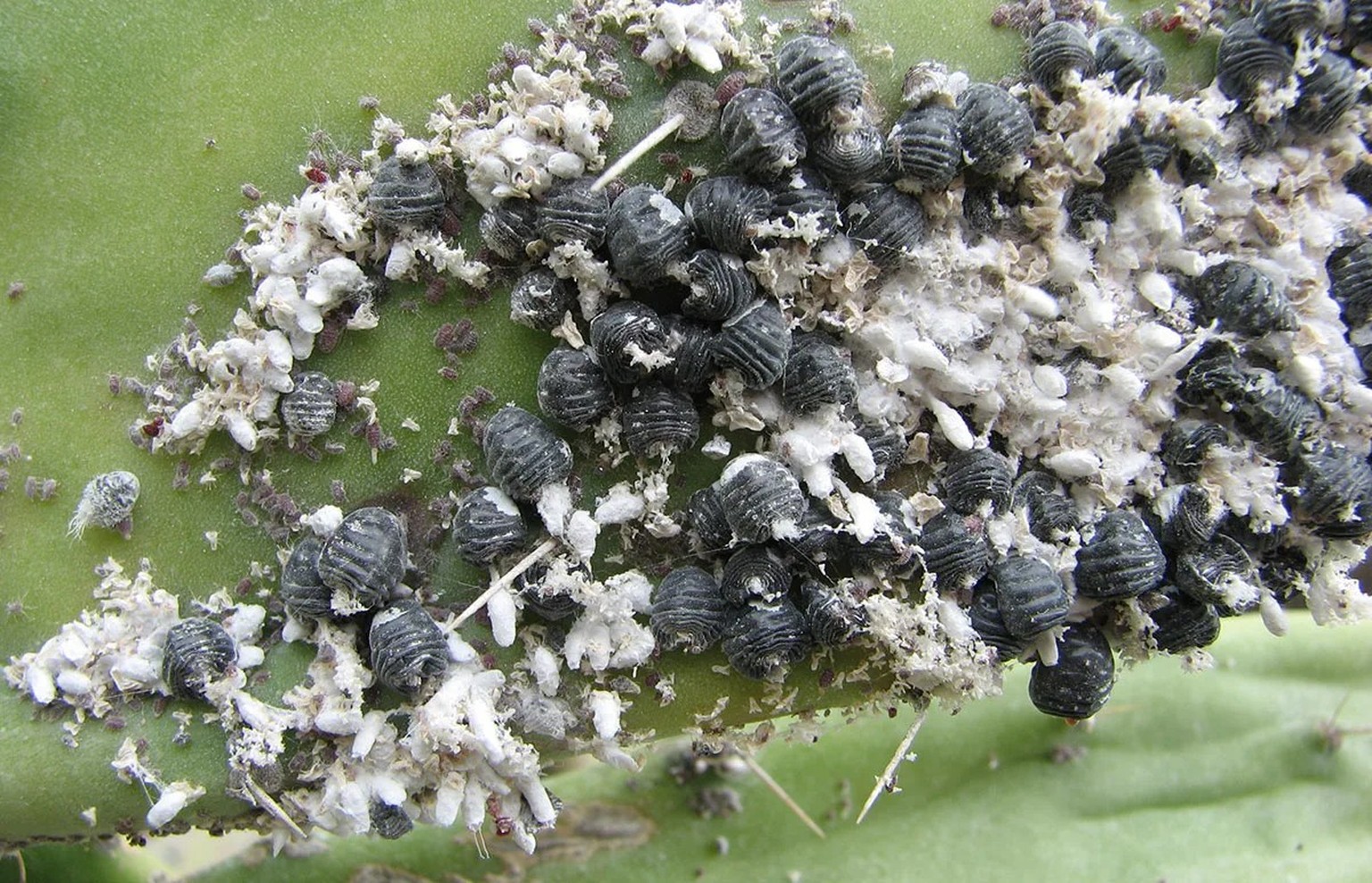 Cochenilleläuse werden bis heute als Grundstoff für rote Farbe verwendet.
https://commons.wikimedia.org/wiki/File:Dactylopius_coccus_Masca_3.jpg