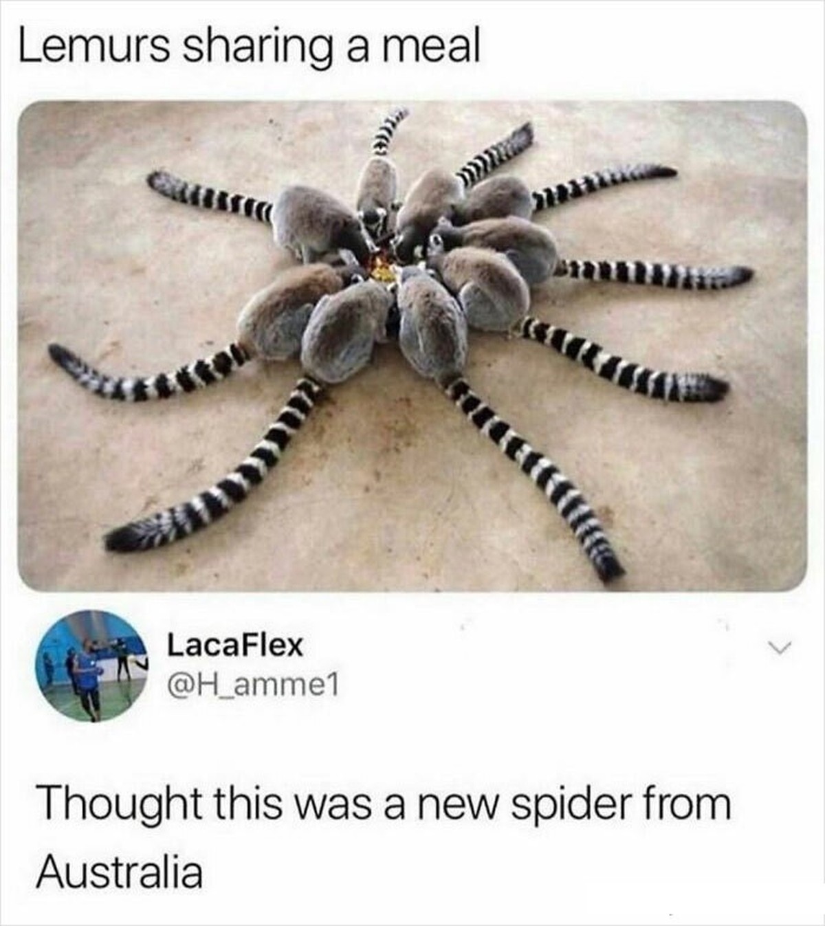 Lemuren Meme mit Spinna