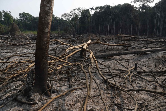 epa10174622 View of a burned forest, in the department of Madre de Dios, Peru, on 04 September 2022, (issued 09 September 2022). Smoke and ashes of thousands of burned plants are seen in the Peruvian  ...