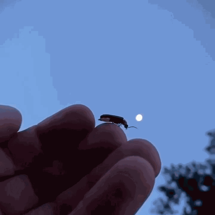 Animiertes GIF