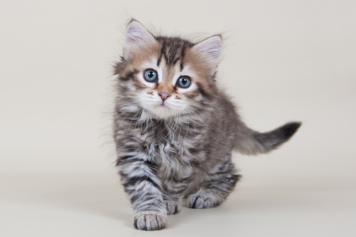 Katze