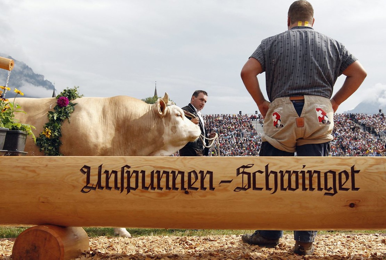 Der Siegermuni Helveticus Unspunnen-Schwinget 2011 am Sonntag, 4. September 2011, in Interlaken. (KEYSTONE/Peter Klaunzer)