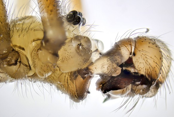 Grosse Zitterspinne, Grosse Zitter-Spinne, Zitterspinne, Zitter-Spinne Pholcus phalangioides, Maennchen, Portraet, Augen und Pedipalpen, Deutschland, Mecklenburg-Vorpommern Long-bodied cellar spider,  ...
