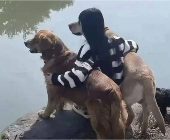 Verwirrendes Bild: Hund mit Frisur.