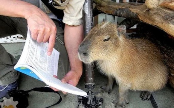 cute news tier capybara

https://www.reddit.com/r/capybara/comments/1e4q49q/what_is_he_being_educated_in/
