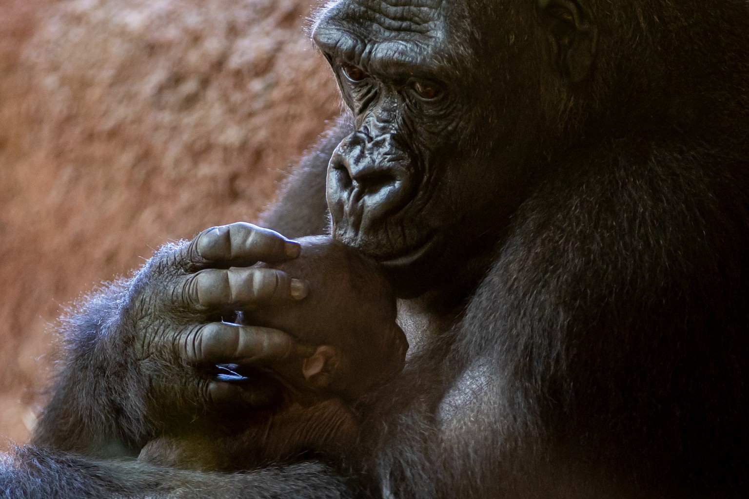 epa11274917 Kijivu, a western lowland gorilla, holds her one-day-old baby in their enclosure at Prague Zoo, in Prague, Czech Republic, 12 April 2024. This is the second gorilla cub born in Prague Zoo  ...