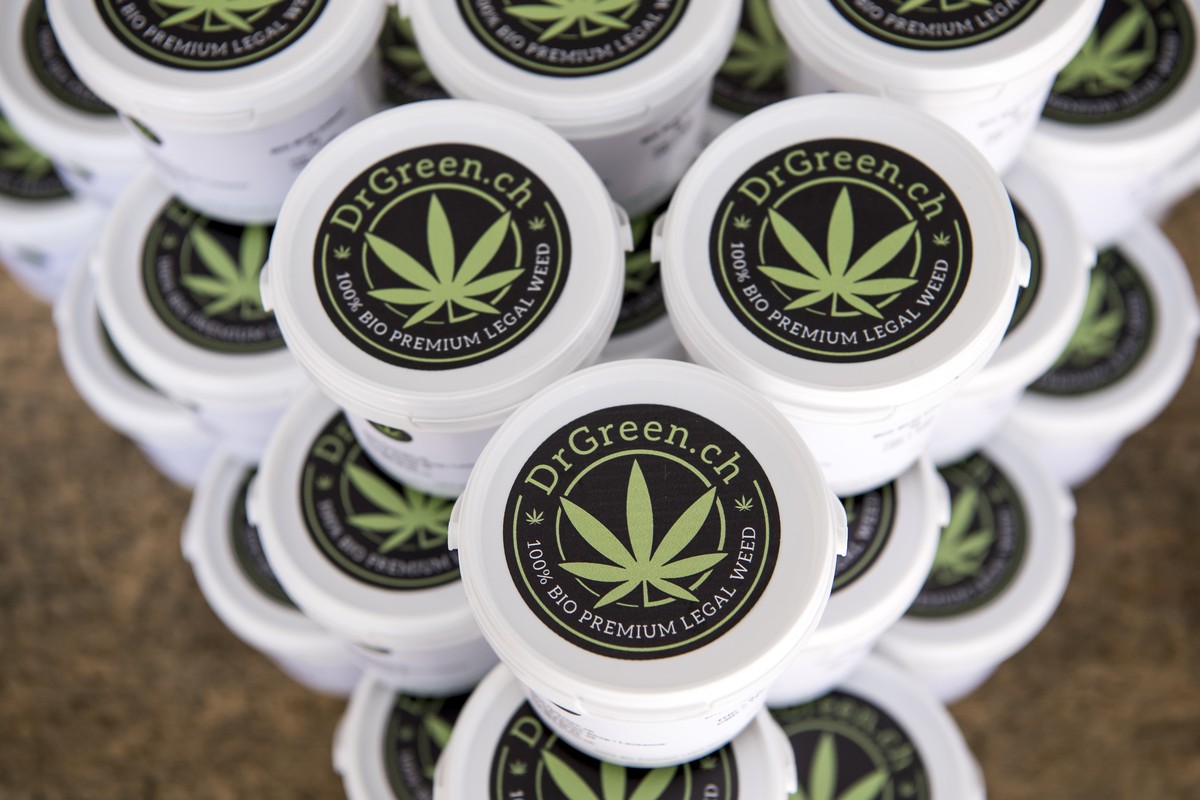 Un vendeur dispose une plante de cannabis CBD (Cannabidiol) avec moins de 1% de THC, sur la table de son magasion "DrGreen" a Lausanne ce vendredi 17 mars 2017. Les ventes de cannabis CBD ex ...