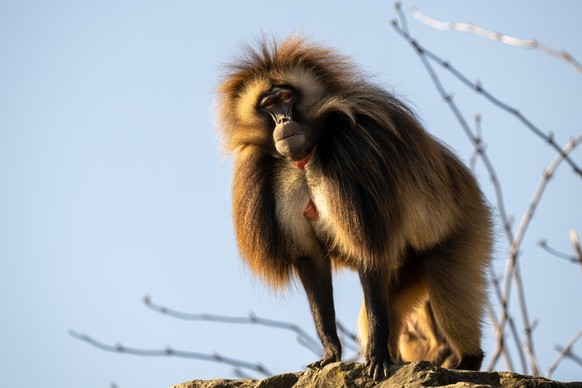 Dschelada Theropithecus gelada
