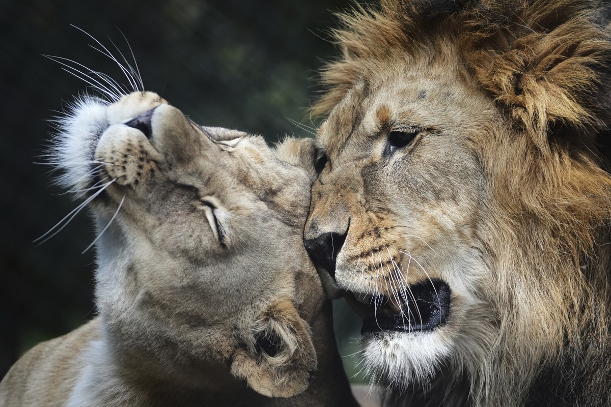 Male Barbary lion Bart and female Khalila rest in their enclosure, Czech Republic, Wednesday, Aug. 6, 2025. (AP Photo/Petr David Josek)
Czech Republic Lions