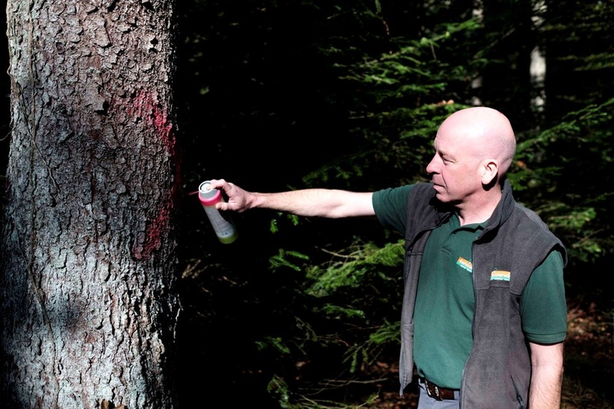 Werner Lutz von der Forstverwaltung Suhr-Buchs-Aarau markiert einen Baum, der vom Borkenkäfer befallen worden ist.