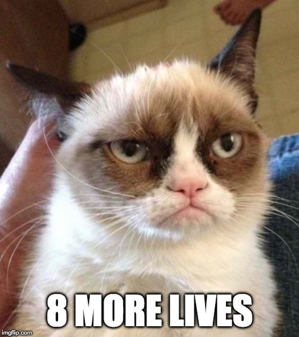 Die wohl berühmteste Katze der Welt ist nicht mehr: Grumpy Cat ist tot
calm down human