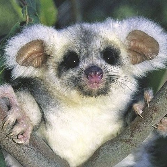 cute news tier riesengleitbeutler

https://ch.pinterest.com/pin/5840674510495537/
