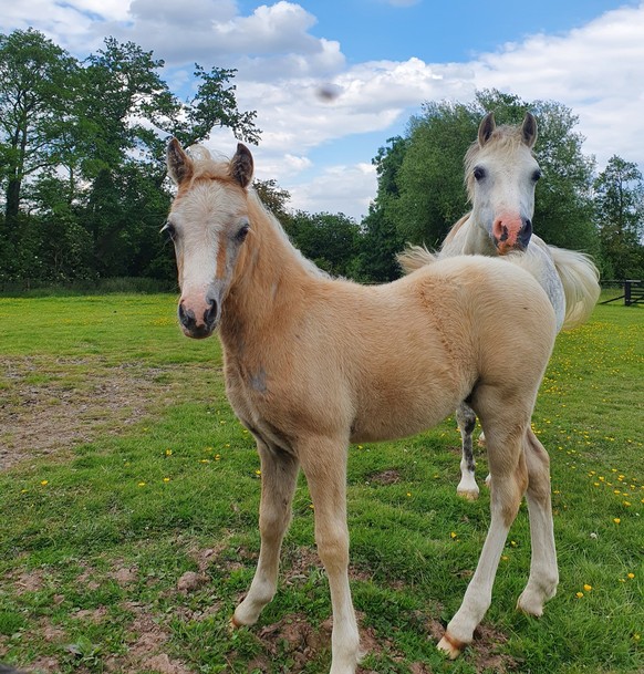 cute news animal tier pferd fohlen