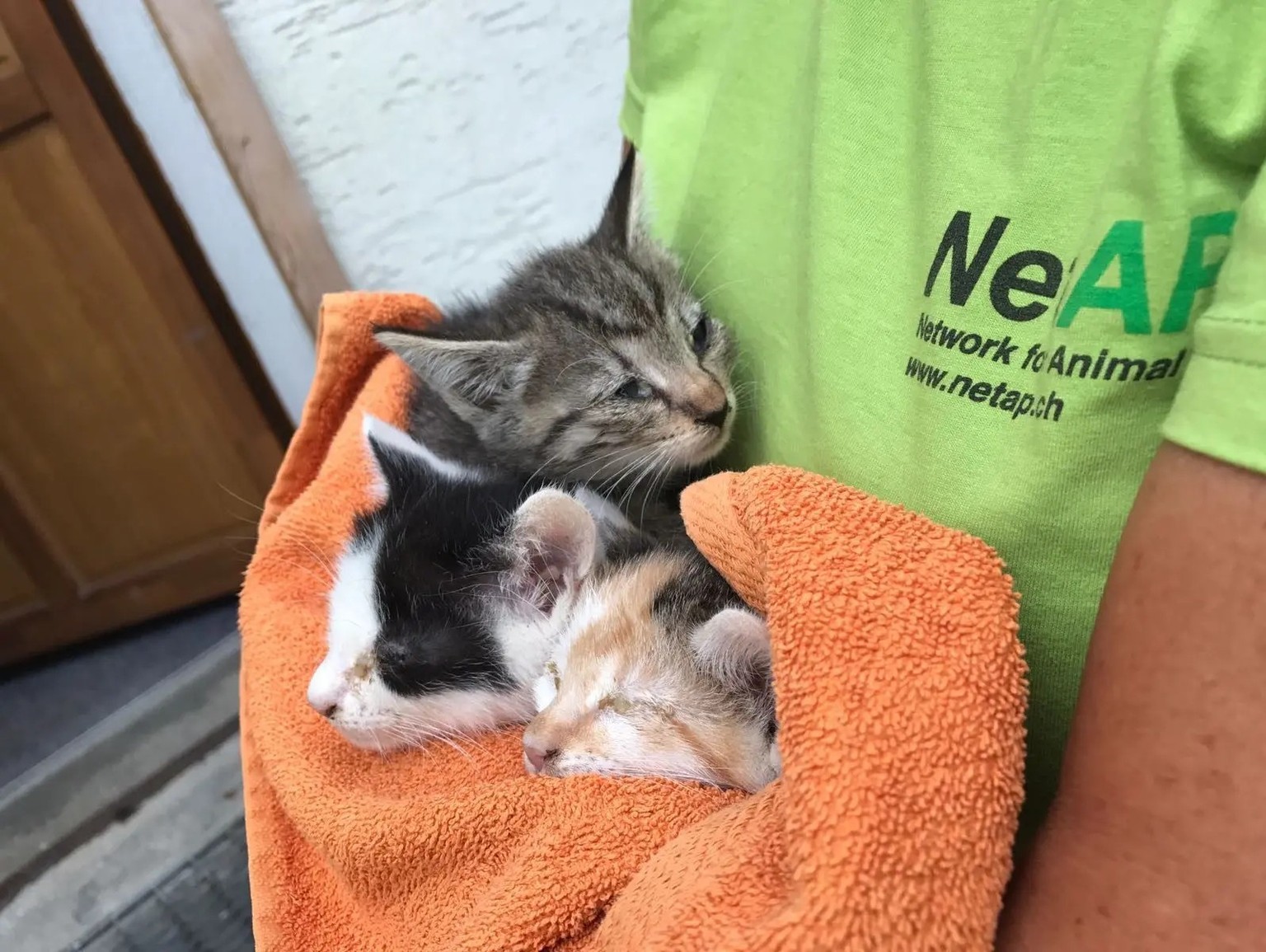 Chätzli Büsi Katze Katzen NetAP