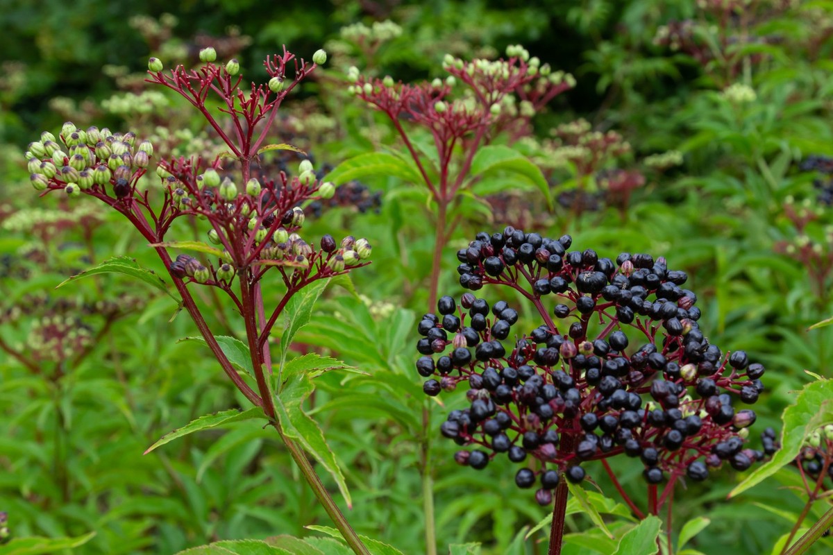 Le Sureau hièble fleurit de juillet à août, alors que le Sureau noir le fait de mai à juin.