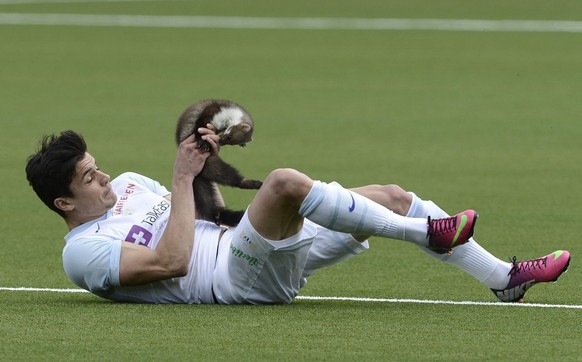 Der Zuercher Loris Benito faengt einen Marder ein beim Fussball Meisterschaftsspiel der Super League zwischen dem FC Thun und dem FC Zuerich am Sonntag, 10. Maerz 2013, in der Arena Thun. (KEYSTONE/Ma ...