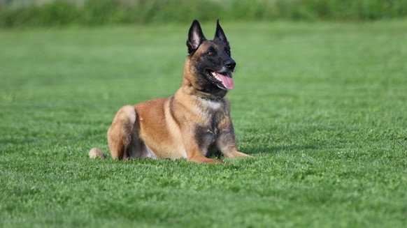Polizeihund «Chevy» findet nassen Einbrecher