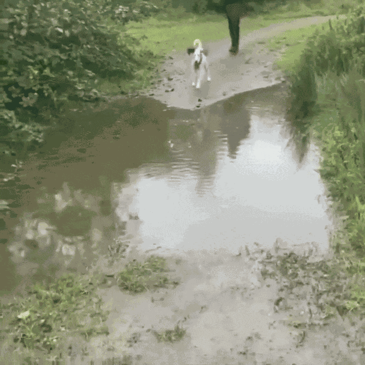 Animiertes GIF