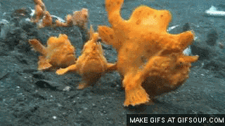 «Irgendwann hütet man Hamsterherden, obwohl man eigentlich Umsatz machen müsste»
ja, das sind (zumindest gem. Wiki) Handfische. Sie sind mit den Anglerfischen oder auch aka Frogfish verwandt. Beim Tau ...