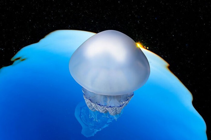 2025 Ocean Photographer Of The Year Awards