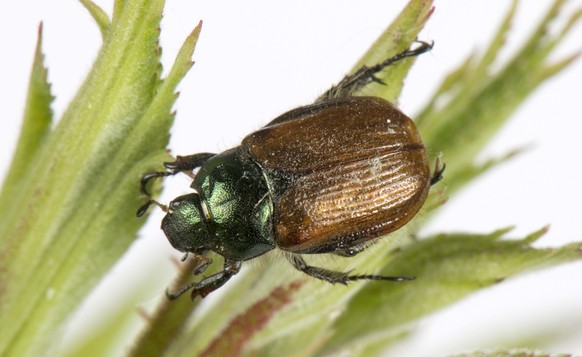 Garden chafer, Phyllopertha horticola, adult feeding on a rose leaf, June