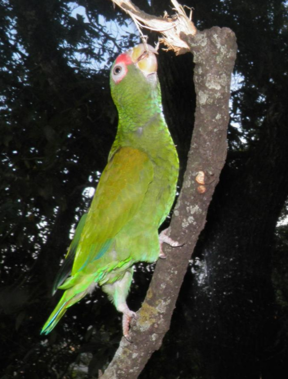 blue-winged amazon, blauflügliger Amazonas, neu entdeckter Papagei auf der Yucatan Halbinsel in Mexiko