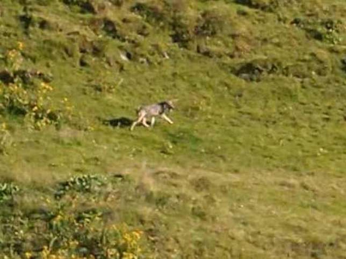 Lief zwei Berggängern vor die Linse: Wolf im Toggenburg.