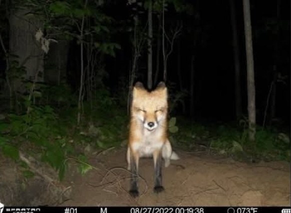 cute news tier wildtierkamera

https://www.instagram.com/p/DHGsGtbykDe/