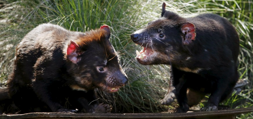 Tasmanian Devils fight in their enclosure before the first shipment of healthy and genetically diverse devils to the island state of Tasmania are sent from the Devil Ark sanctuary in Barrington Tops o ...