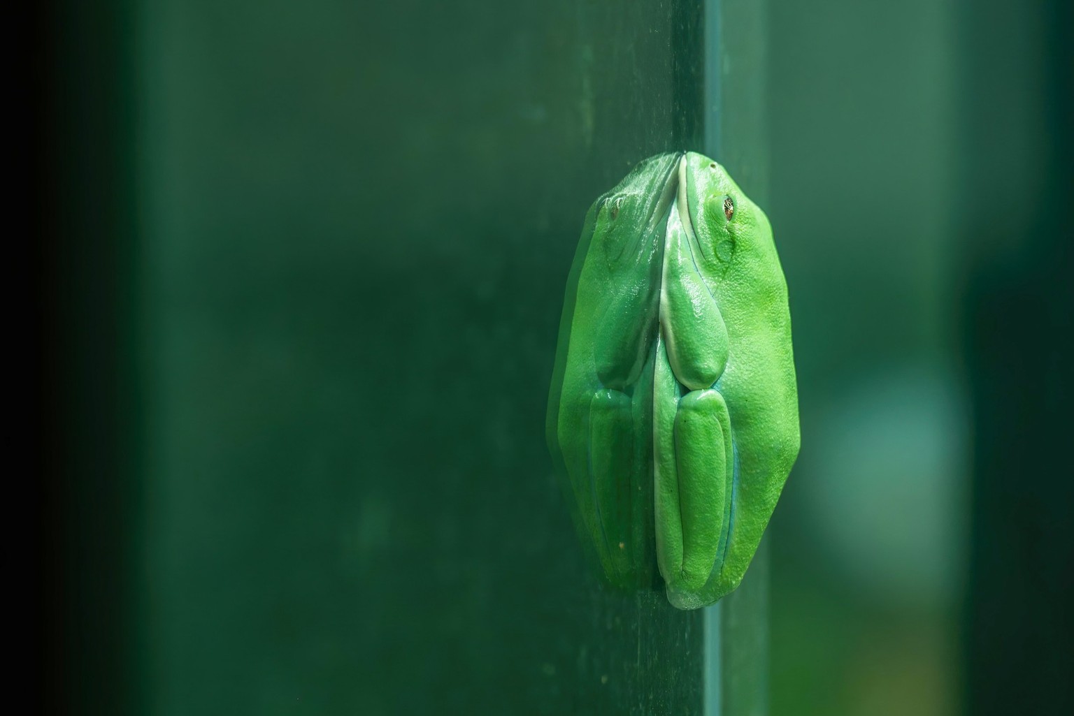 Orangeaugen-Laubfrosch Agalychnis annae; Ruhestellung