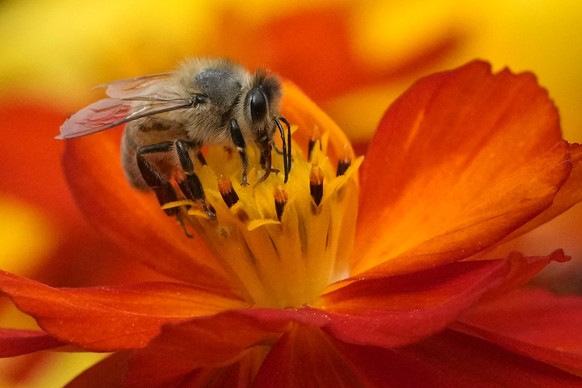 A bee collects pollen from a flower in central London, Tuesday, Aug. 22, 2023. (AP Photo/Kirsty Wigglesworth)