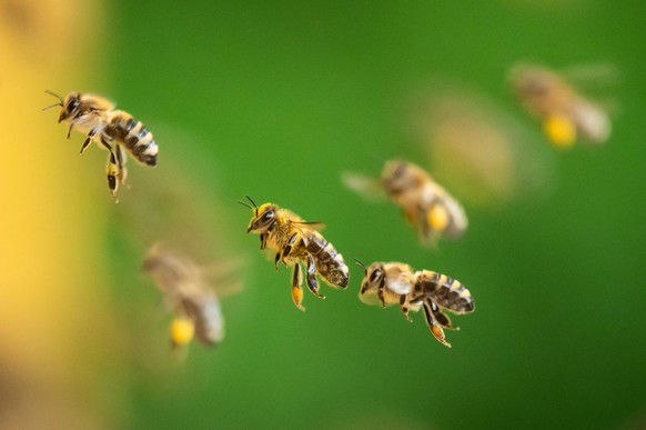Bienen fliegen zu Bienenst