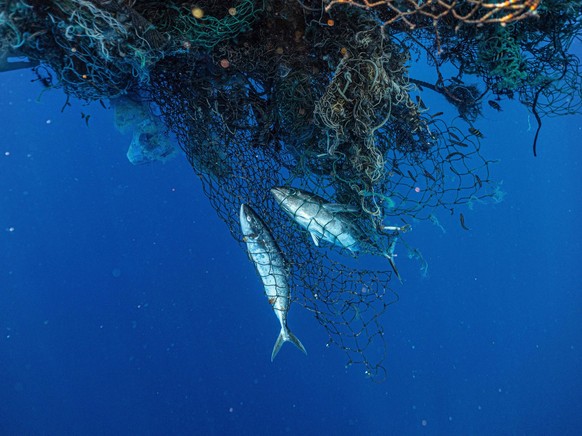 May 22, 2020, North Pacific Subtropical Convergence Zone, Pacific Ocean: Dead tuna fish in huge ball of old nets in the ocean. s marine plastic recovery vessel, S/V KWAI, after a 48-day expedition, su ...