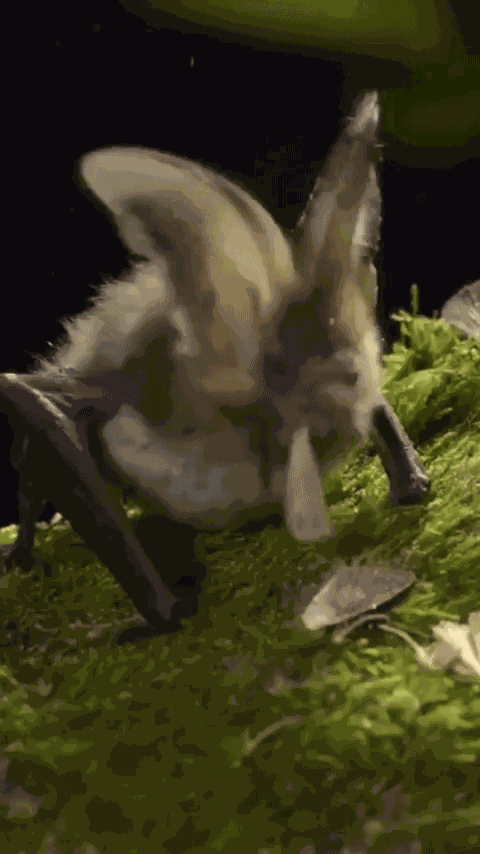 Animiertes GIF