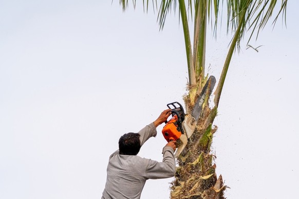 Arbeiter schneidet eine Palme mit einer Baumsäge