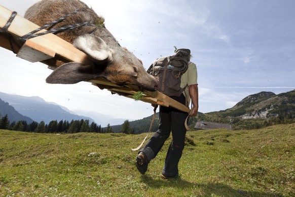 ZUR SDA MELDUNG, DASS BUENDNER JAEGER ZU WENIGE HIRSCHE SCHIESSEN, STELLEN WIR IHNEN FOLGENDES THEMENBILD ZUR VERFUEGUNG - Ein Jaeger transportiert mit einem Helfer eine erlegten Hirschkuh auf einer T ...