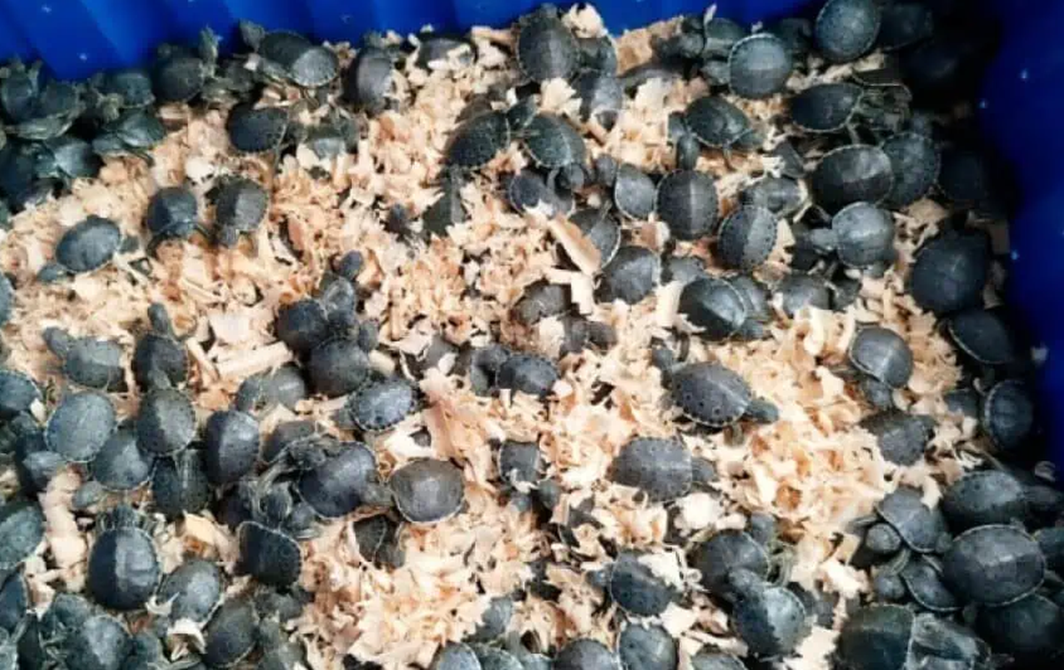 schildkröte mexiko schmuggel