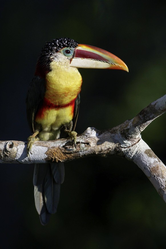 Krauskopfarassari Pteroglossus beauharnaesii, Brasilien, Südamerika Curl-crested Aracari Pteroglossus beauharnaesii perched on a branch in the Amazon of Brazil Copyright: imageBROKER/glennbartley iblc ...