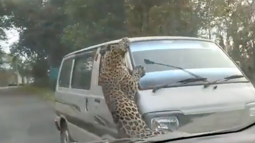 15 people injured after leopard attack in India Hidden camera!  Behind door 20, Nico is fooled