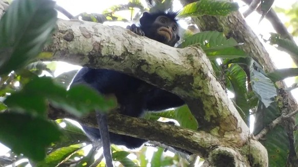 likweli (Colobus congoensis)