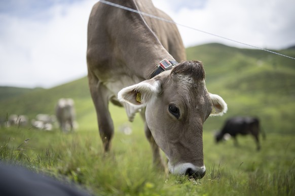 Eine Kuh mit GPS-Sender, aufgenommen bei einer Demonstration der Forschungsprojekte der Versuchsstation Berg- und Alplandwirtschaft der Forschungsanstalt Agroscope, am Dienstag, 2. Juli 2024, auf der  ...
