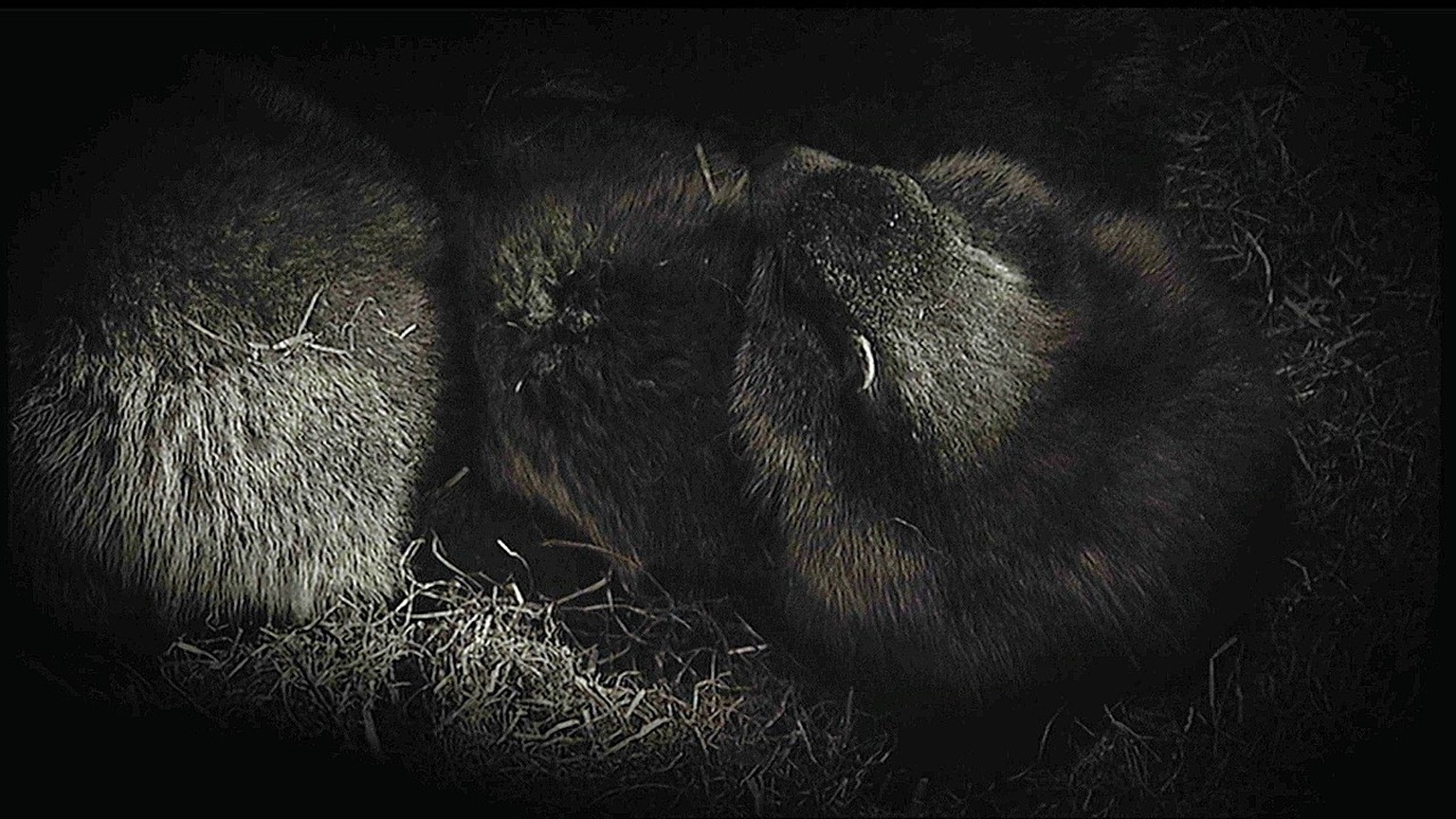 Gelegenheit: Gegen Ende des Winterschlafs nutzen Männchen die Schläfrigkeit der Weibchen in der Schlafhöhle zum Sex.
(Achtung: Ausschliesslich zu verwenden für den Artikel: Murmeltiere: Höher, bis es  ...