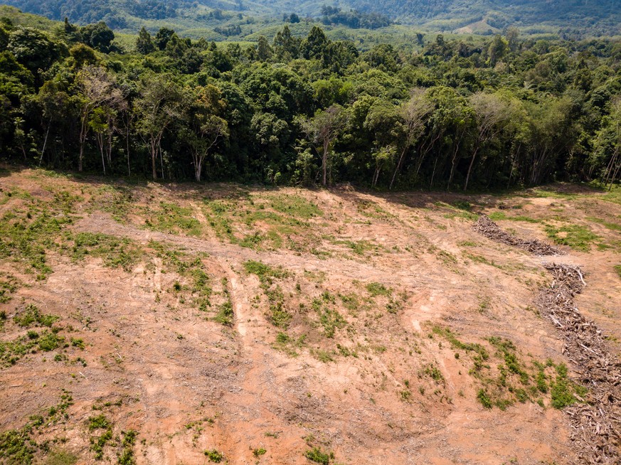 Vom Menschen abgeholzte Regenwälder tragen ihren Teil zu veränderten Klimabedingungen bei. 