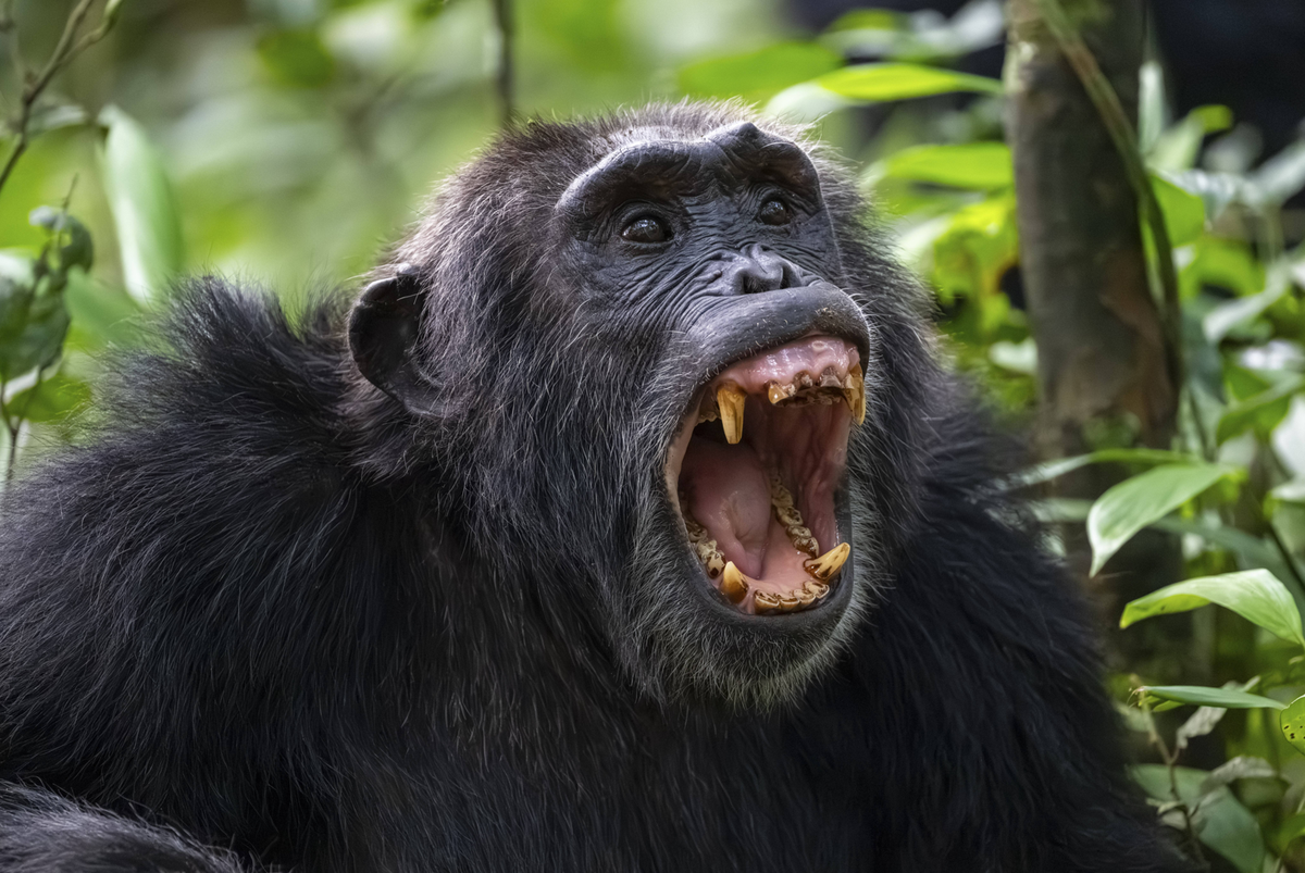 Schönes Tierportrait, Schimpanse (Pan Troglodytes), Adultes Männchen fletscht Zähne, Aggression im Dschungel, Kibale Nationalpark, Uganda Beautiful animal portrait, chimpanzee (Pan Troglodytes), adult ...